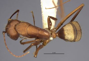 Media type: image;   Entomology 21481 Aspect: habitus dorsal view